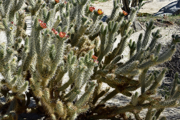 Gander's Buckhorn Cholla is a perennial cactus that grows up to 4 feet or more usually with multiple trunks and with stem (joints) segments firmly attached. Plants segments with prominent narrowly elliptic to ovoid tubercles. Cylindropuntia ganderi 